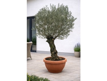 ChatGPT Image 29. 1. 2026, 11 51 22