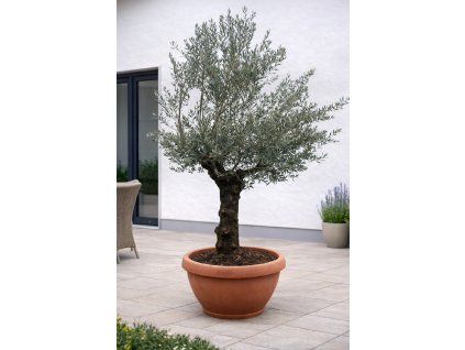 ChatGPT Image 29. 1. 2026, 11 55 19