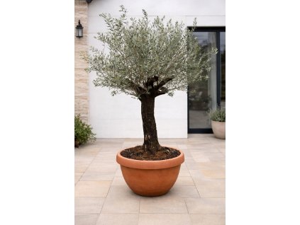 ChatGPT Image 29. 1. 2026, 12 47 39