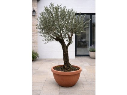 ChatGPT Image 29. 1. 2026, 12 52 10