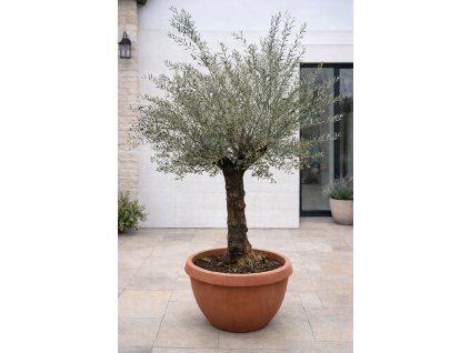 ChatGPT Image 29. 1. 2026, 12 55 23