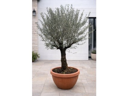 ChatGPT Image 29. 1. 2026, 13 09 57