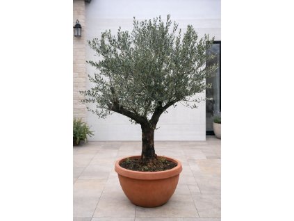 ChatGPT Image 29. 1. 2026, 13 12 05