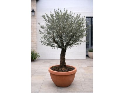 ChatGPT Image 29. 1. 2026, 13 13 44