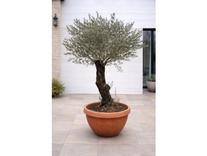 ChatGPT Image 30. 1. 2026, 11 01 07