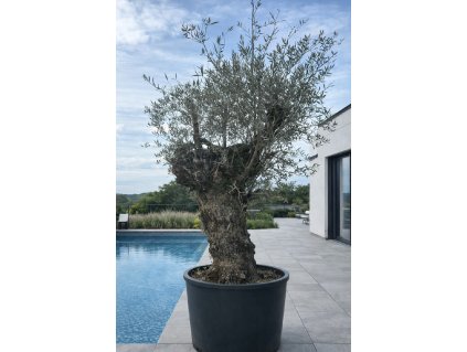 ChatGPT Image 8. 2. 2026, 13 30 29