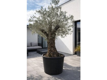 ChatGPT Image 9. 2. 2026, 13 37 12