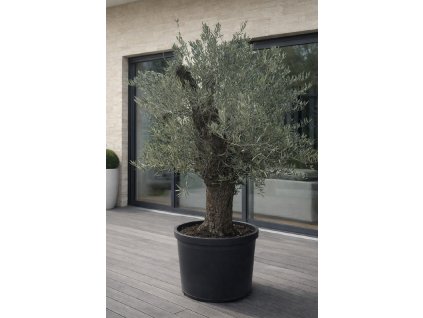 ChatGPT Image 9. 2. 2026, 13 52 43