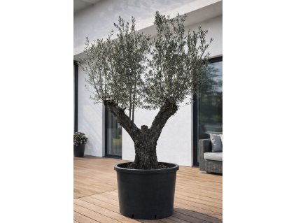 ChatGPT Image 13. 2. 2026, 15 20 56