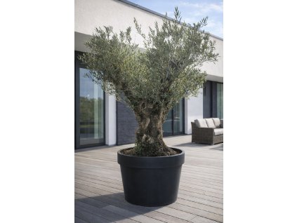 ChatGPT Image 13. 2. 2026, 15 24 57