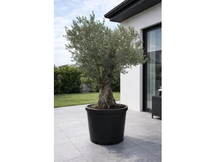 ChatGPT Image 13. 2. 2026, 15 26 52