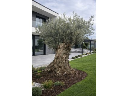 ChatGPT Image 13. 2. 2026, 15 45 53