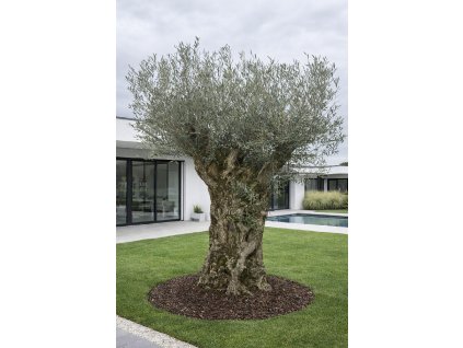 ChatGPT Image 13. 2. 2026, 15 47 00