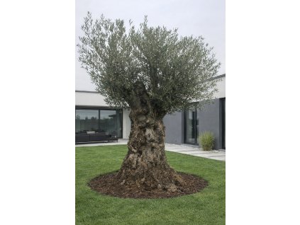 ChatGPT Image 14. 2. 2026, 13 12 33