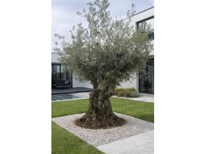 ChatGPT Image 14. 2. 2026, 13 17 17