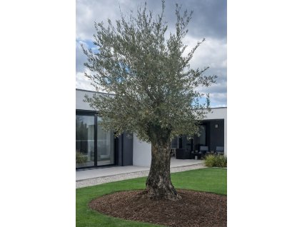 ChatGPT Image 18. 2. 2026, 12 19 41