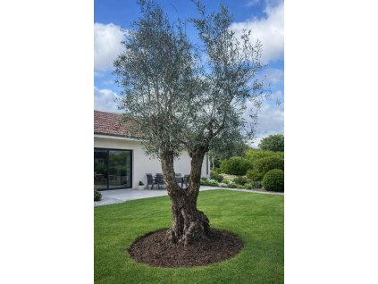 ChatGPT Image 24. 2. 2026, 13 07 07