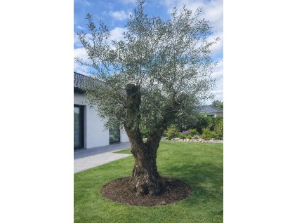 ChatGPT Image 24. 2. 2026, 13 15 12