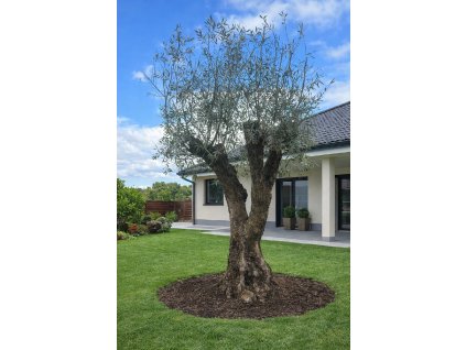 ChatGPT Image 24. 2. 2026, 13 16 33