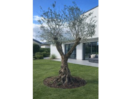 ChatGPT Image 24. 2. 2026, 13 28 41