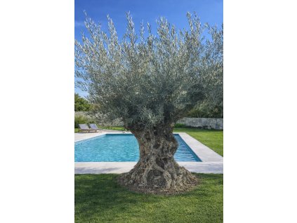 ChatGPT Image 26. 2. 2026, 12 08 04