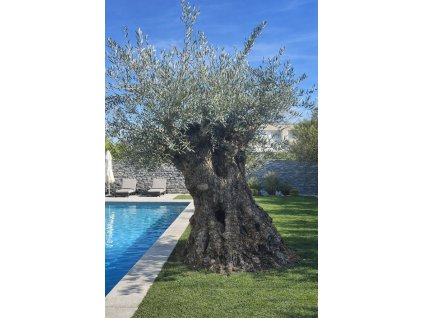 ChatGPT Image 26. 2. 2026, 12 09 06