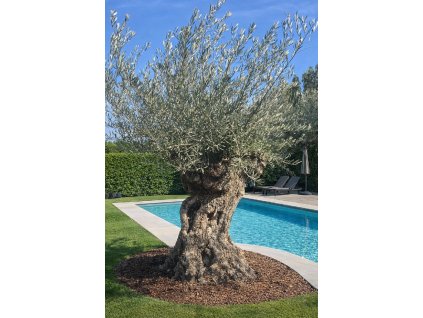 ChatGPT Image 27. 2. 2026, 11 56 27