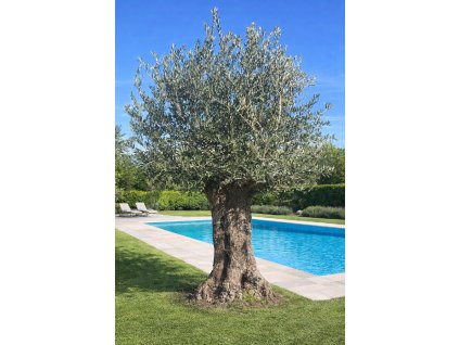 ChatGPT Image 27. 2. 2026, 12 00 23