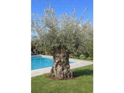 ChatGPT Image 7. 3. 2026, 20 07 00