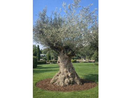 ChatGPT Image 7. 3. 2026, 20 19 14