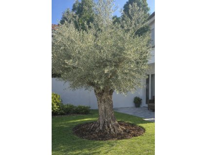 ChatGPT Image 7. 3. 2026, 20 31 10