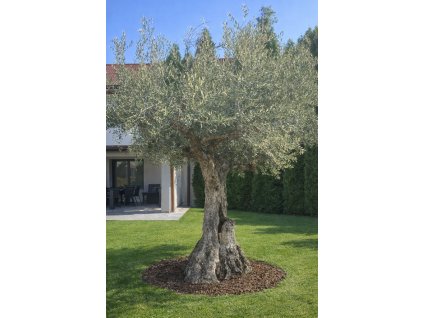 ChatGPT Image 7. 3. 2026, 20 36 17