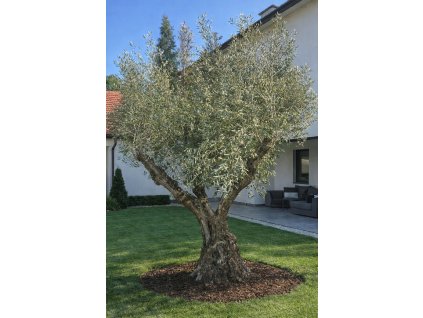 ChatGPT Image 7. 3. 2026, 20 38 25