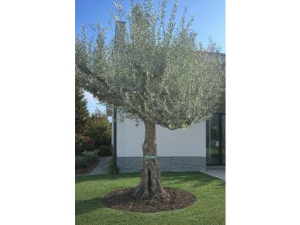 ChatGPT Image 7. 3. 2026, 20 44 30