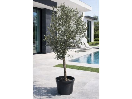 ChatGPT Image 10. 3. 2026, 15 06 21