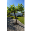 ChatGPT Image 23. 4. 2026, 11 26 17