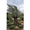 ChatGPT Image 23. 4. 2026, 12 48 58