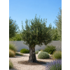 ChatGPT Image 3. 7. 2026, 10 57 18