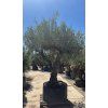 Olivovník PB034