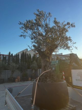 🌿 Prvé olivovníky roku 2026 sú na ceste k novému majiteľovi! Dnes opúšťajú náš nový showroom a my sa tešíme, že budú robiť...