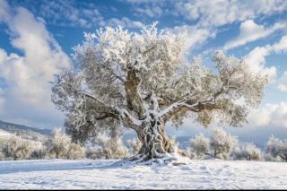 Traja králi a olivovník 👑 Sviatok Troch kráľov je časom pokoja, požehnania a nových začiatkov. Olivovník už po stáročia...