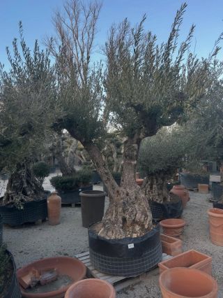 🌿 Naše olivovníky sú odolné Zvládnu teploty až do –18 °C ❄️ Stredomorská krása, ktorá sa nezľakne ani zimy. 💪🌿