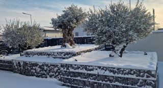 🌿 Olivovník = kúsok Stredomoria u vás doma Nadčasová krása, minimálna starostlivosť a atmosféra dovolenky po celý rok....