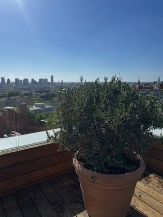 🌿 Naše realizácie 2025 🌿 Olivovníky v záhradách, na terasách aj pri bazénoch – každý strom starostlivo vybraný a...