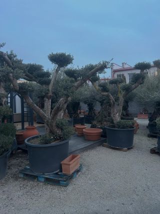 Olivovníky od malých, tenších až po hrubé a vysoké kusy. U nás na Rybničnej 40 v Bratislave nájdete extra jedinečné...