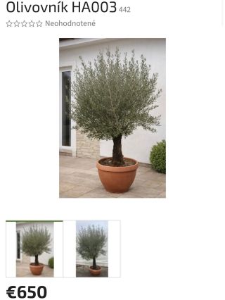 🌿 Olivovníky za bezkonkurenčné podmienky! 🌿 Chcete kúsok Stredomoria priamo u vás doma? 🇮🇹☀️ ✨ Široký výber olivovníkov...