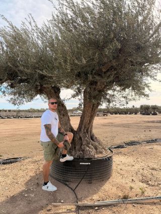 🌞🇪🇸 Vyberali sme pre Vás tie najkrajšie olivovníky pod Slnkom v slnečnom Španielsku! 🌿🌴 🌿🔥 Máme plný showroom, ale ešte...