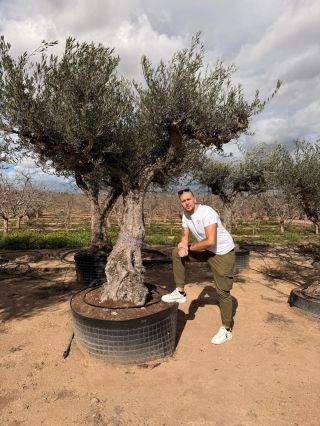 Priatelia 🌿💚 vyberáme pre Vás tie najkrajšie, prvotriedne olivovníky 🌳✨ priamo zo Španielska 🇪🇸 každý jeden kus je...