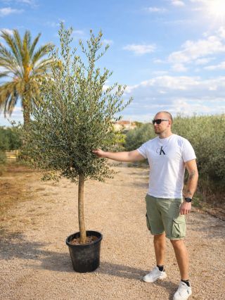 Kolko by ste boli ochotni zaplatit za takyto krasny olivovnik ? #tvorimecenyspolu
