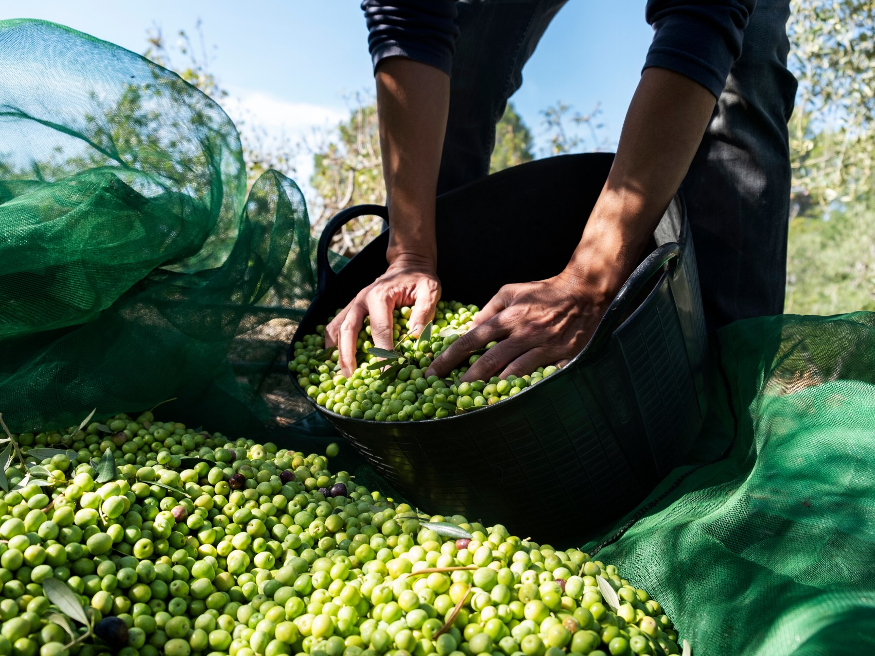 Výroba olivového oleje